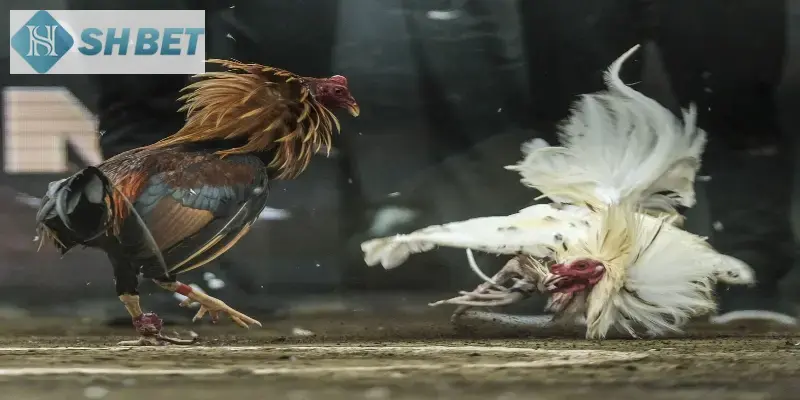 Cách thức thi đấu trận chọi gà 24 tỷ vô cùng thú vị