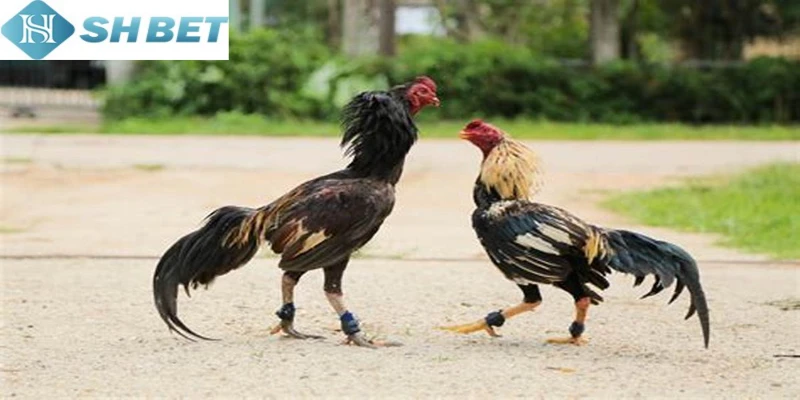 Có hàng chục lý do nên chơi đá gà thomo đấu trường Campuchia